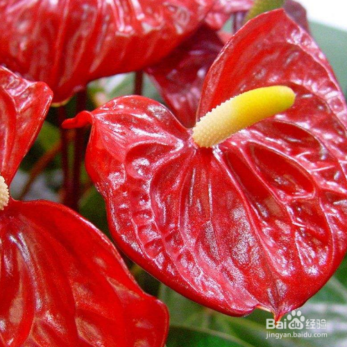 水晶花烛的养殖方法和养殖技巧