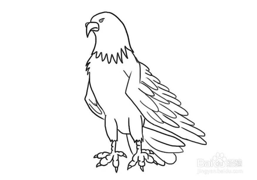 如何画卡通老鹰