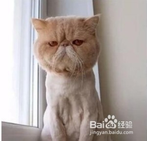 猫皮癣怎么治疗?