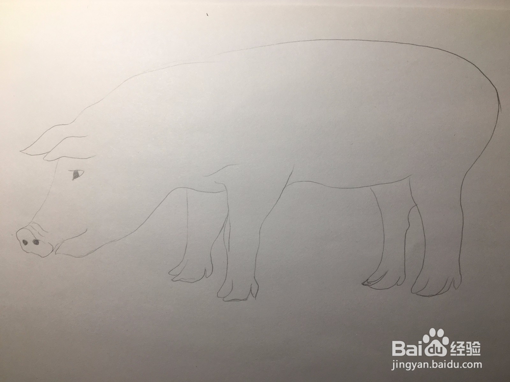 简笔画：猪的画法 幼儿简笔画