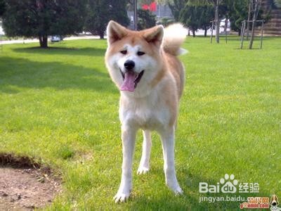 如何选购秋田犬