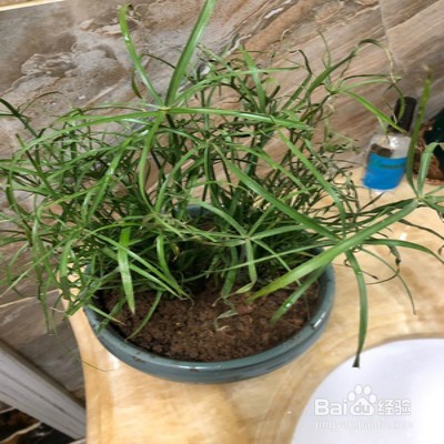 风车草怎样养护