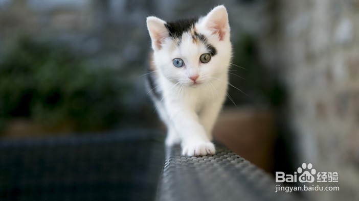 如何解读猫咪的这6个行为?