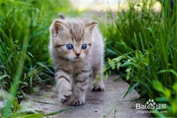 猫要生了怎么能知道?