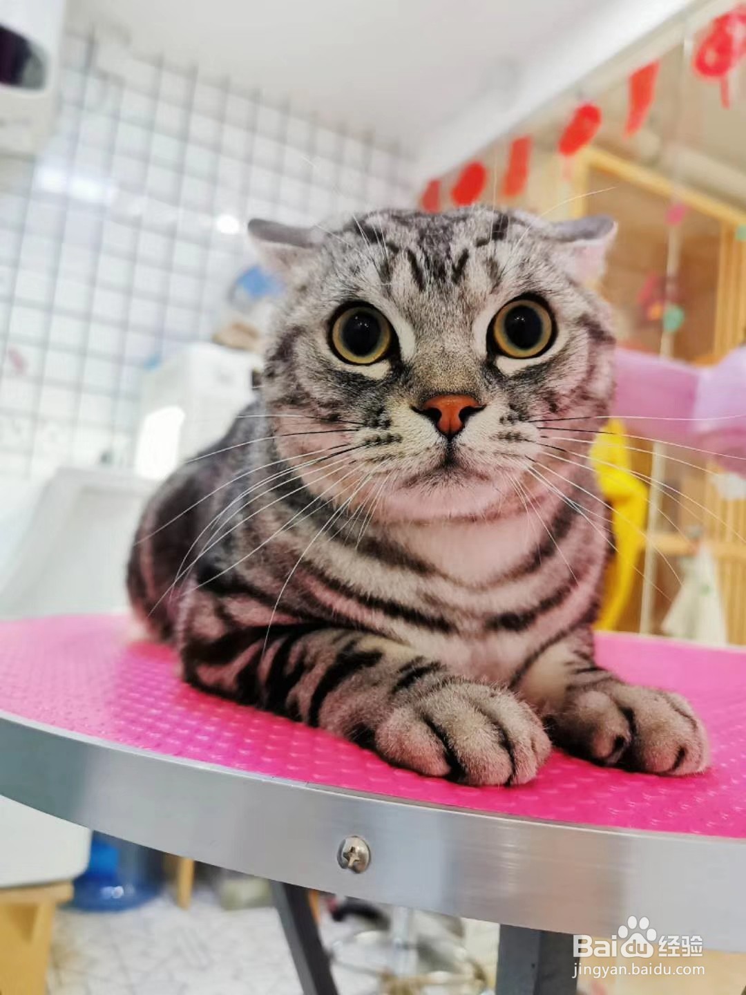 猫咪换猫粮拉稀怎么办