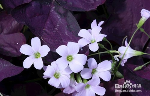 叶酢浆草的繁殖方法