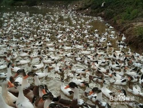 野鸭子幼崽怎么养活