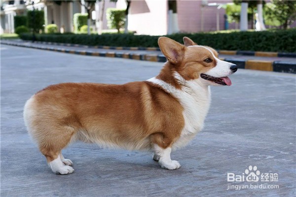 训练柯基犬需要注意什么