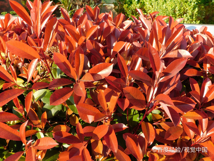 红叶石楠的扦插方法