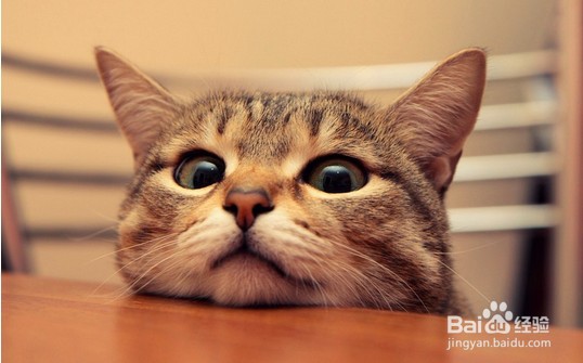 猫咪为什么怕黄瓜呢