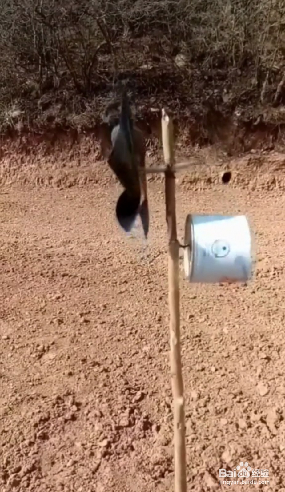 如何防止野鸡刨食玉米种