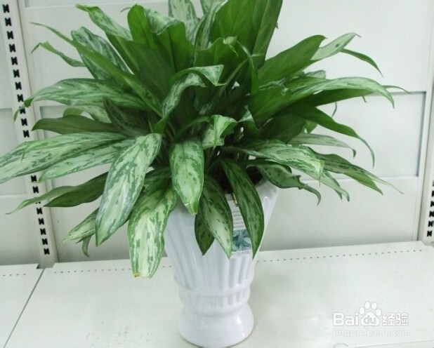 14种植物放入室内的奇异功效----一定要看哟