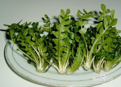 怎么选购到野生的荠菜