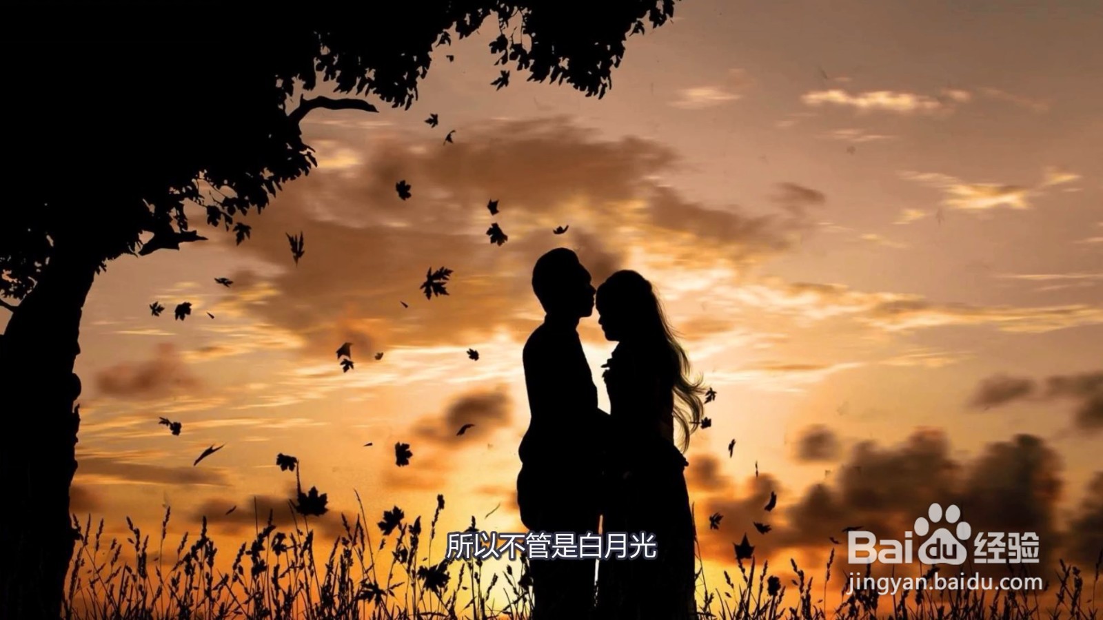 白月光朱砂痣什么意思