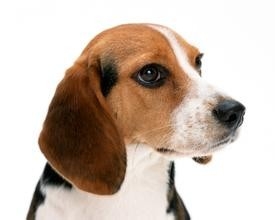 让兴奋型狗狗学会在固定地点排泄