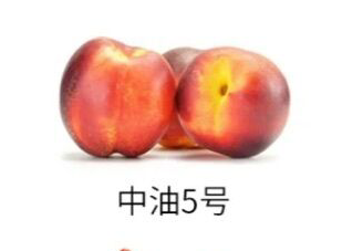 油桃的品种跟区别怎么分