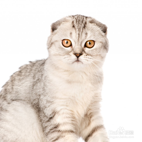 苏格兰折耳猫为什么讨人喜欢