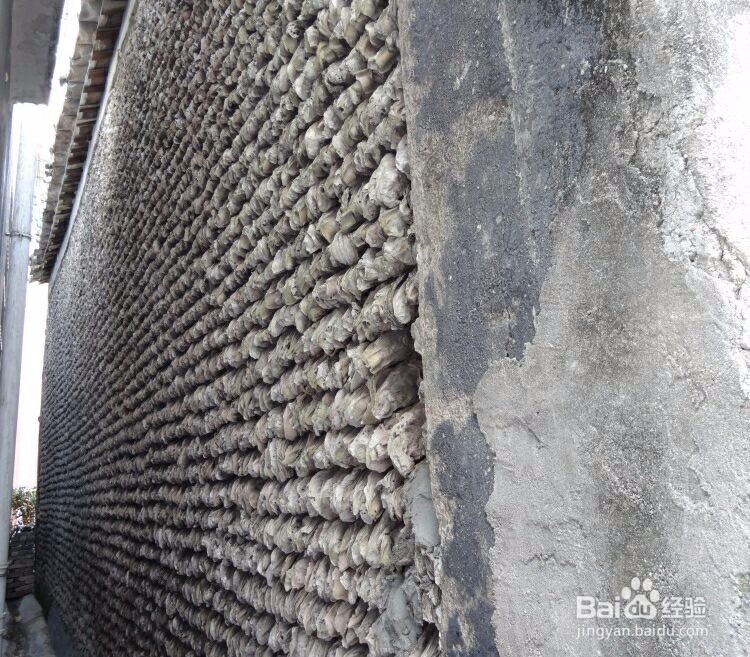 如何玩转广州岭南水乡古村寨-----小洲村