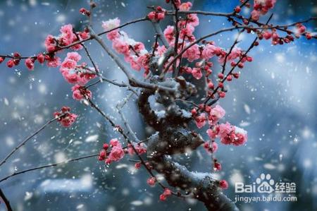 凛冬已至,闲以养花,最怡趣养心