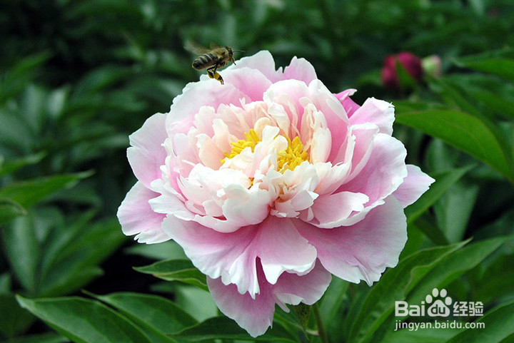 芍药不开花的解决办法