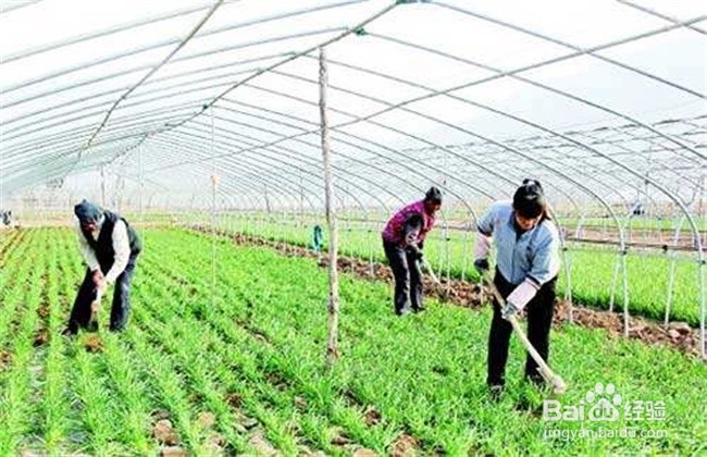 豆子种植方法