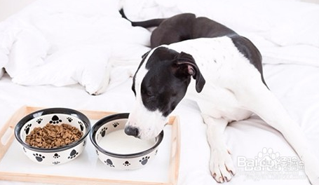 狗狗可以喝牛奶吗