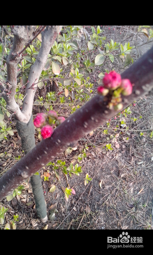 【安卓APP】美图看看新手测评