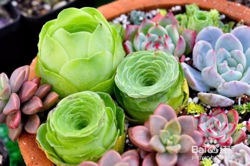 夏季养多肉植物的注意事项有哪些