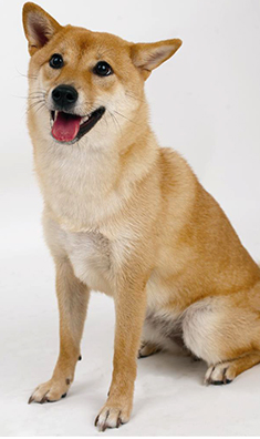 怎么养中华田园犬