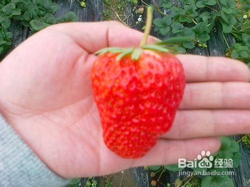 吃出来的嫩滑透白 鲜果肌肤美白术