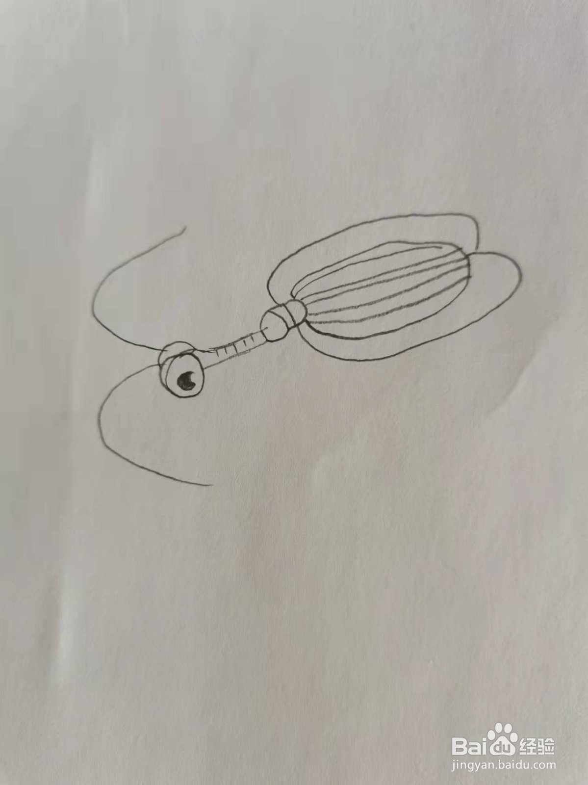 小提琴甲虫怎么画