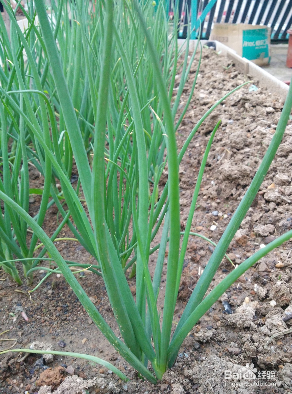 春天阳台上适合种什么蔬菜？