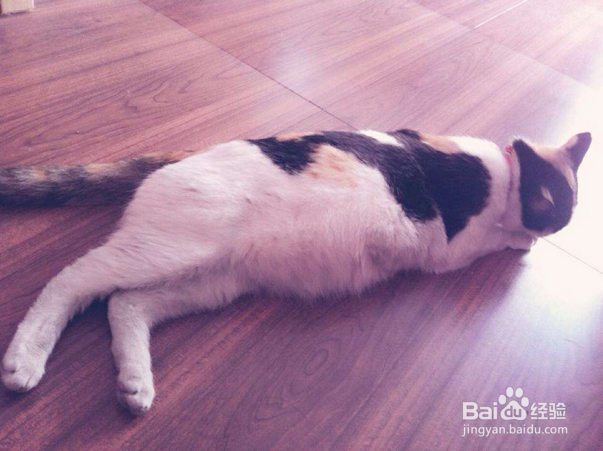 照顾怀孕期间的猫咪有哪些注意事项？