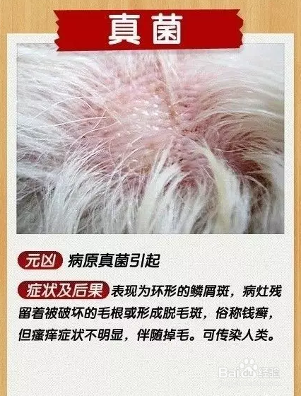 犬猫真菌和螨虫的预防及治疗