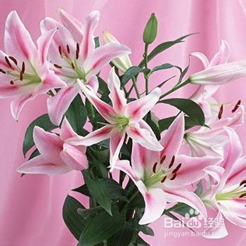 怎样养百合花 百度经验 怎样养百合花 百度经验