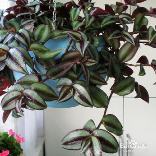 紫叶吊兰的养殖方法和修剪