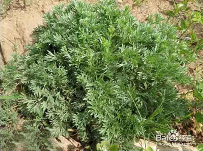 病毒性肝炎【华佗妙法】：[7]犀角地黄加减汤