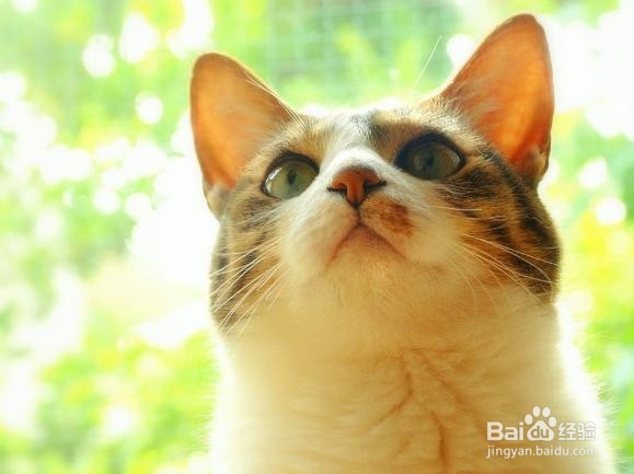 骨髓炎 能治好吗