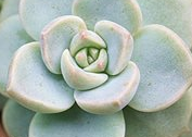 多肉植物的习性颜色