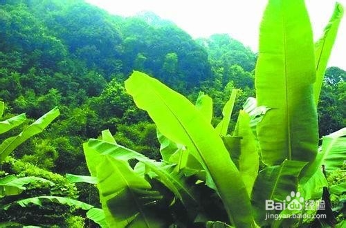 芭蕉的种植方法和注意事项