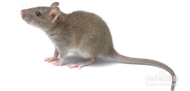 怎样区分老鼠和花枝鼠