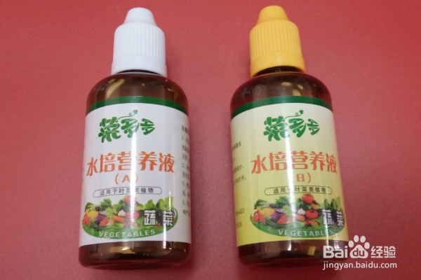 富贵竹怎么水养才旺盛