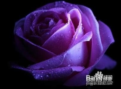 花之系列：[3]爱你玫瑰
