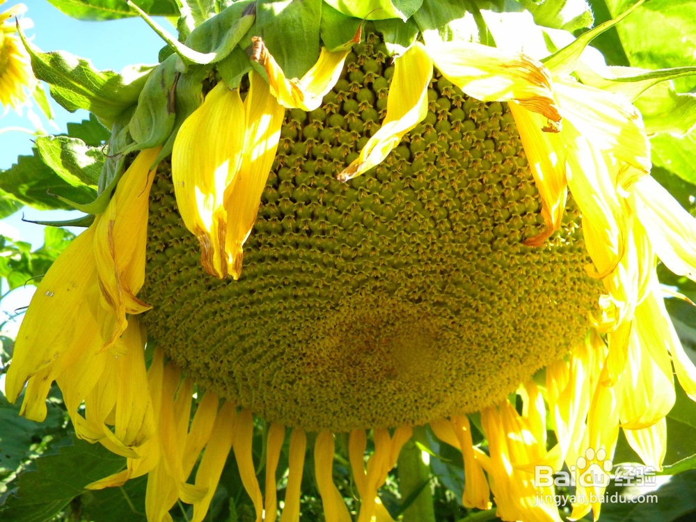 种向日葵怎样防治烂头病？