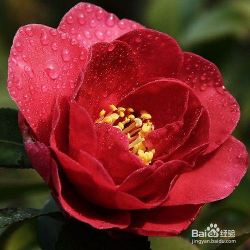 茶花叶子黄了怎么办？