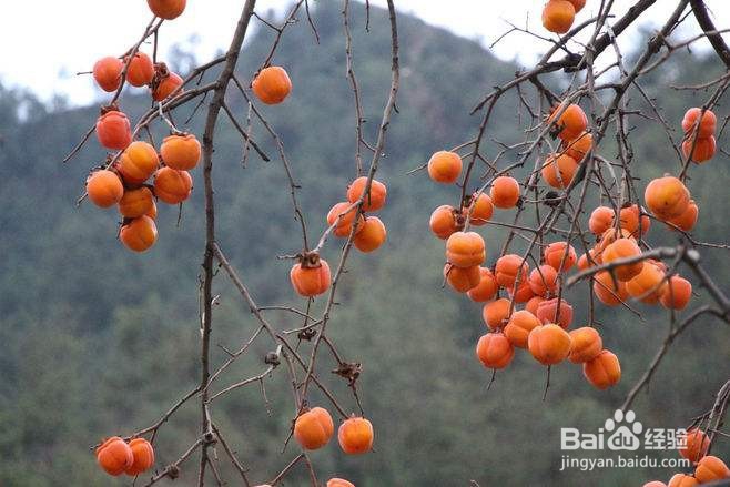 空腹不宜吃什么