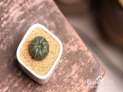 星兜仙人球瘦了怎么办