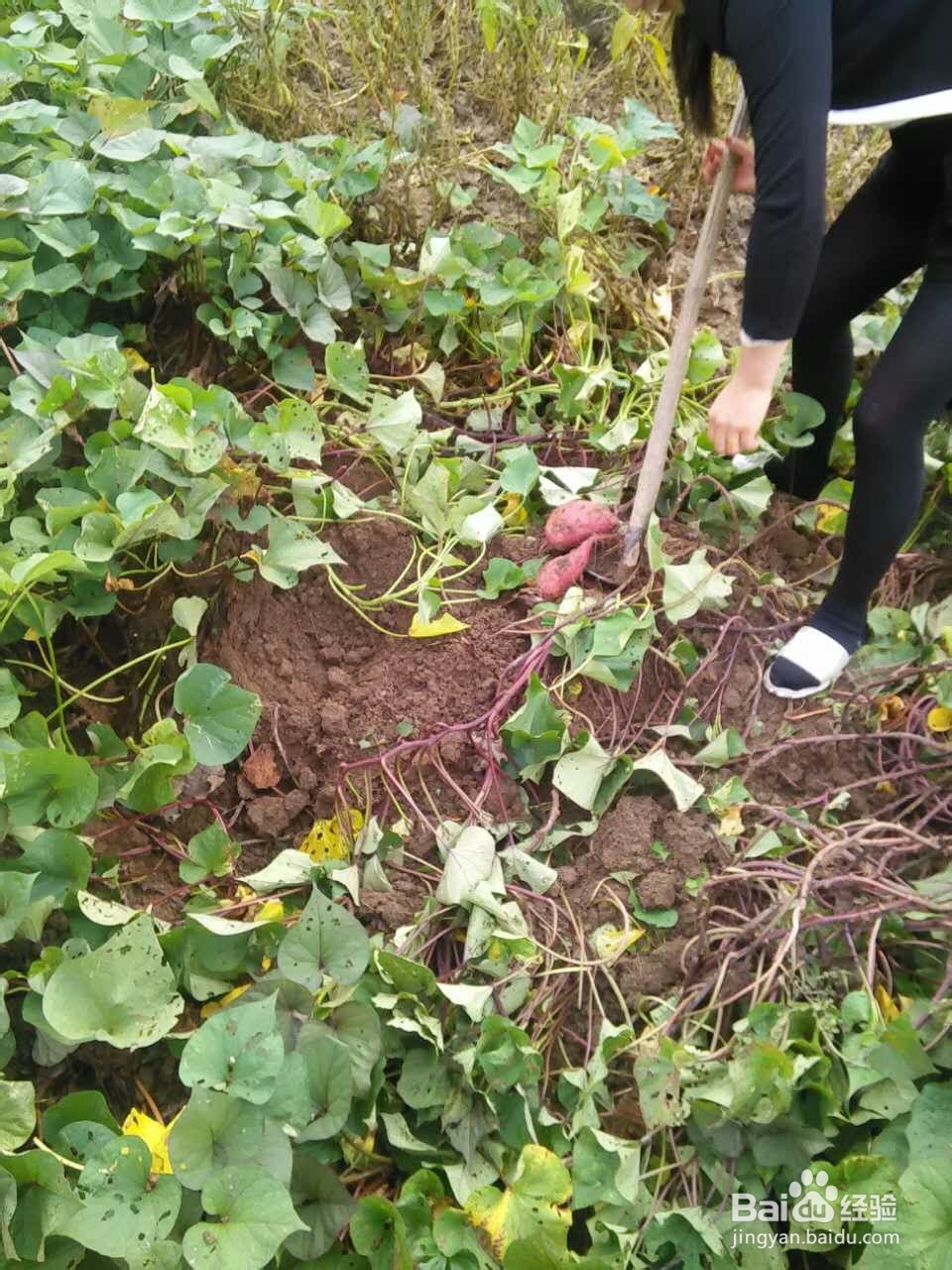 带你走进大别山体会农家快乐