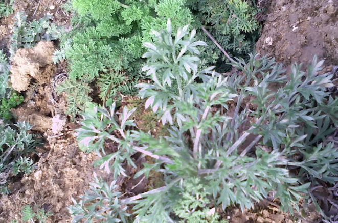 茵陈和白蒿