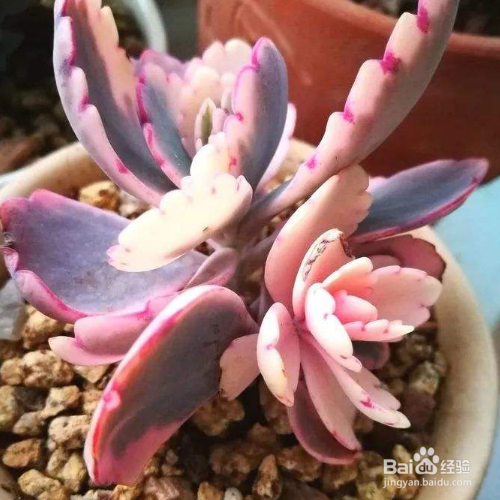 蝴蝶之舞的培育方法和注意事项